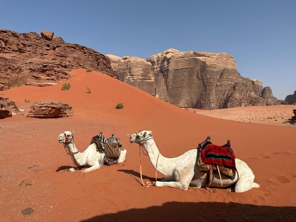 מלון וואדי רם Bedouin Tours Camp מראה חיצוני תמונה